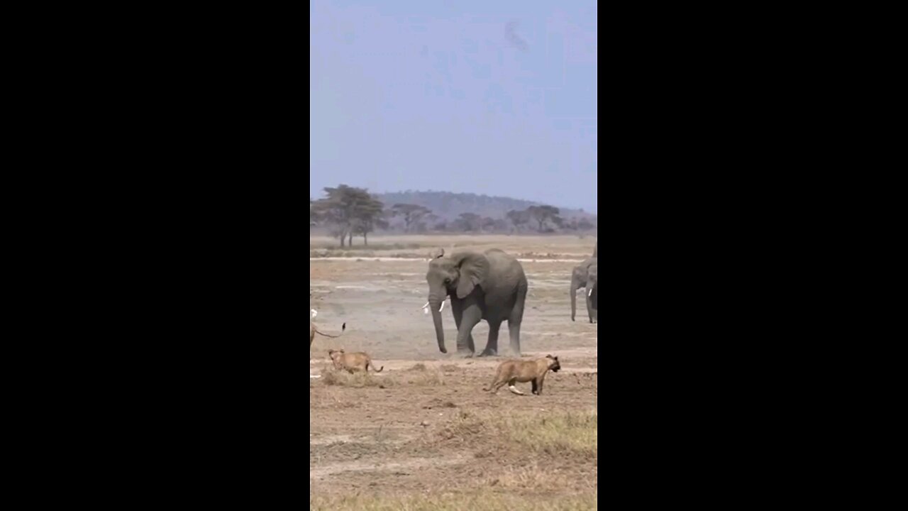 Lions Vs Elephant