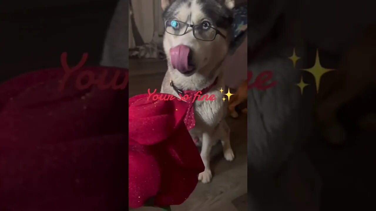 A rose for a beautiful lady #cutedogs #husky #dogs #pets #funnydogs #huskypuppy #huskyhowling