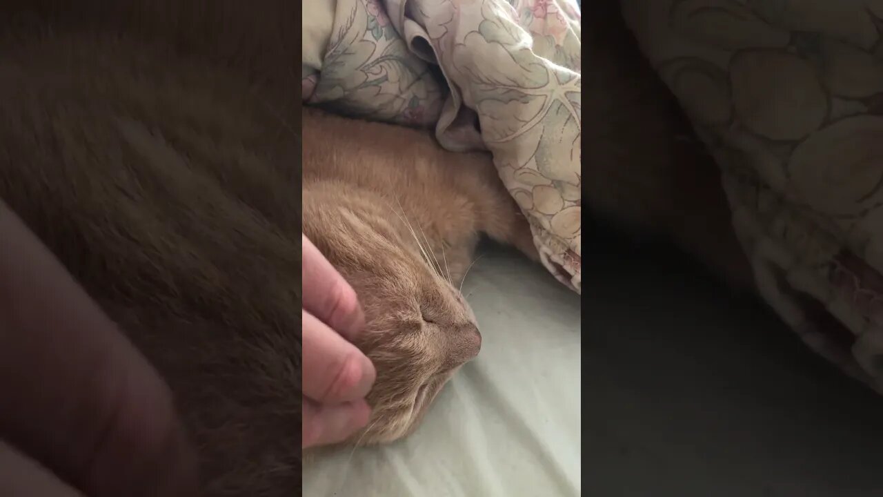 Cat loves to sleep under covers 😊
