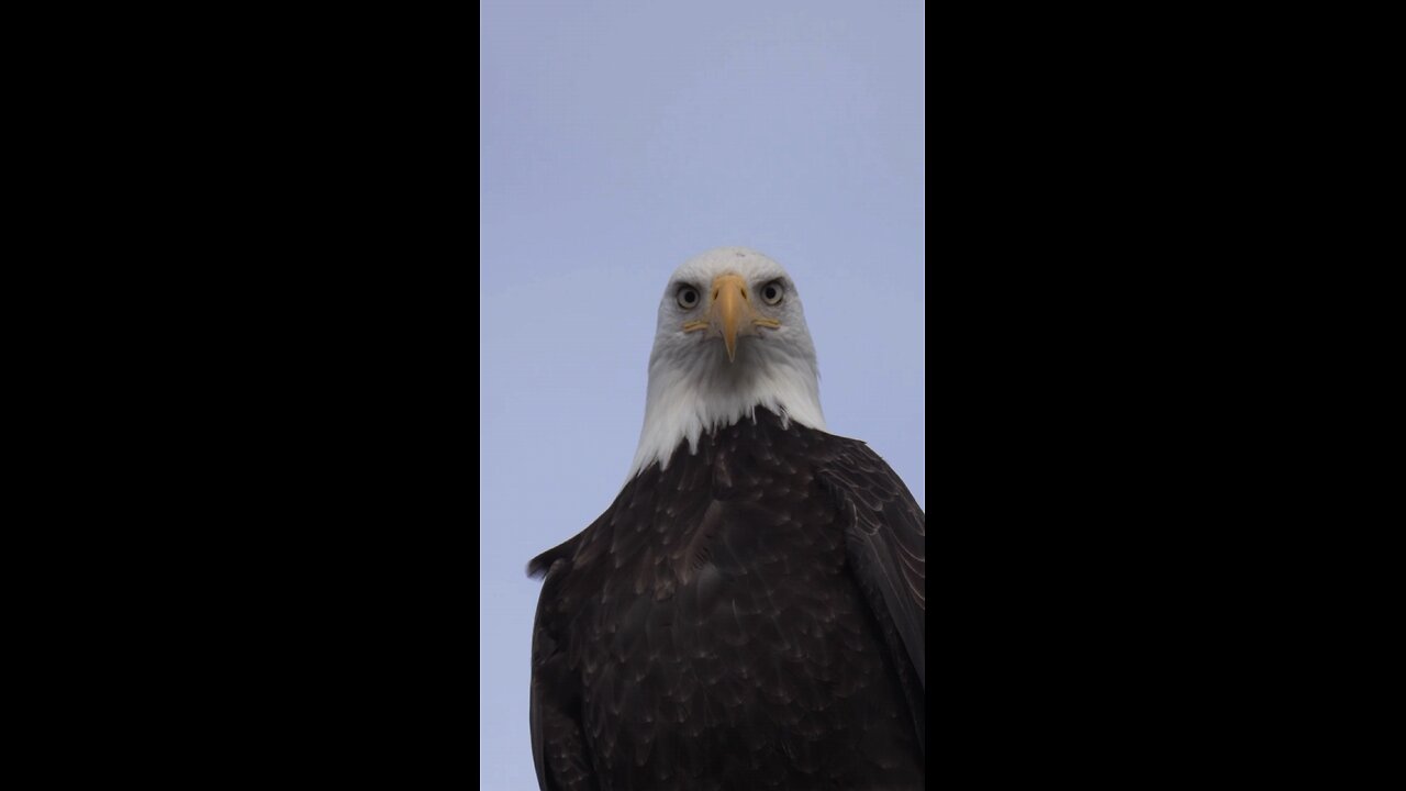 "Soaring Majesty: A Tribute to the Great Eagle"🦅🦅