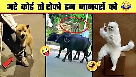 😂🤣बाबा की हस्ती जानवरो की मस्ती | Funny Animal Videos