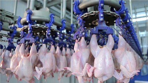Modern Ultra Chicken Meat Processing Factory, Amazing Food Processing Machines