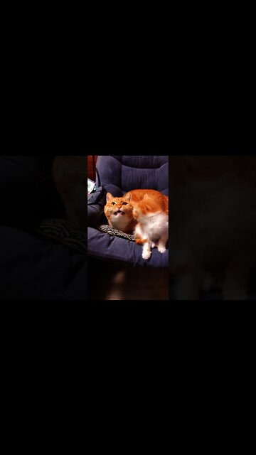 Anak kucing kaget denger suara ibu nya