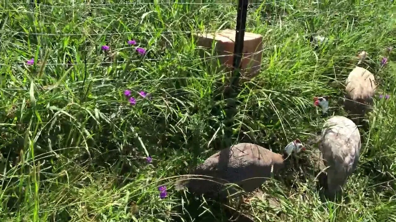 Walkabout with guinea fowl - they give alert signal that there's a predator.