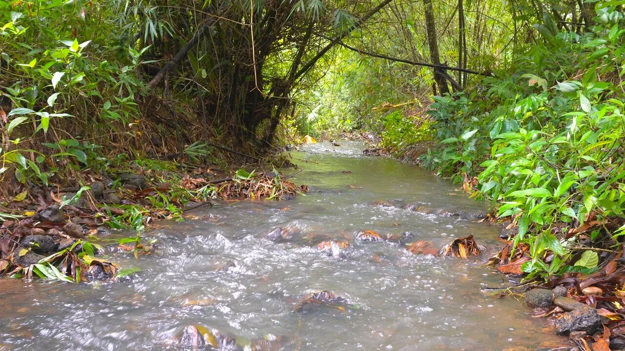 Experience the calming sounds of the river water in a bamboo forest - Water Sounds - Nature ASMR