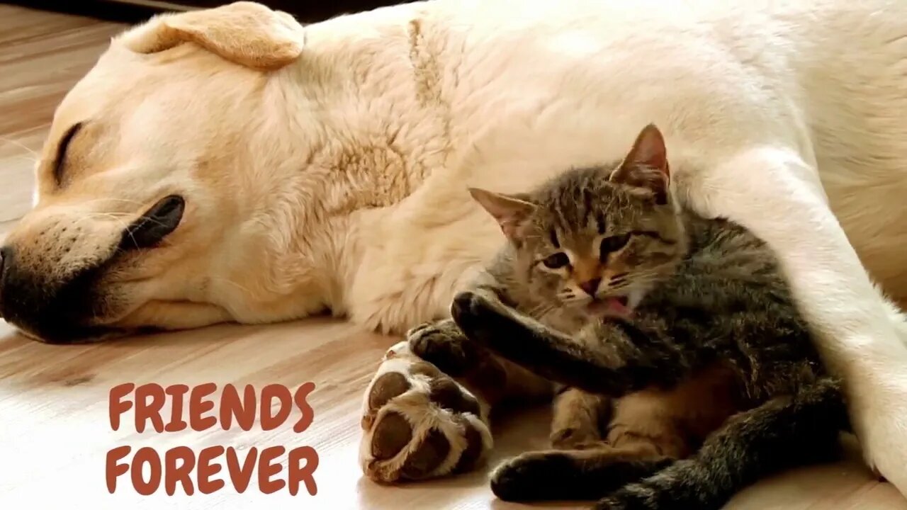 When your dog brings home a friend 😍 Cat And Dog video 2023