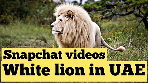 WHITE LION IN UAE