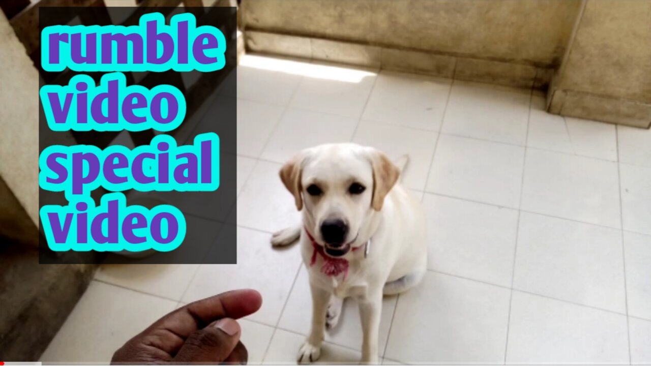 Dog Training in Telugu - Sit Stay & Release.