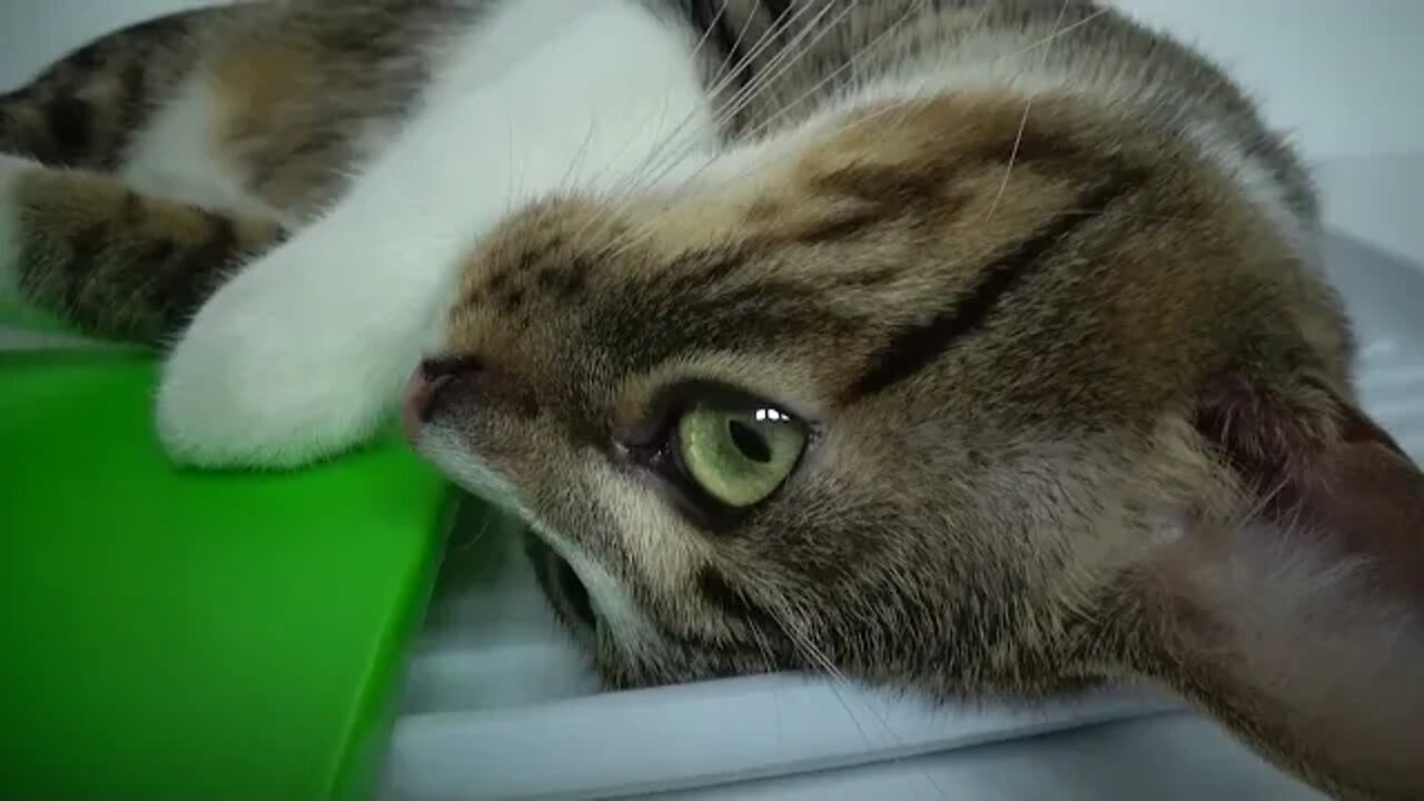 Are Cute Kittens not Allowed to Sit Here?