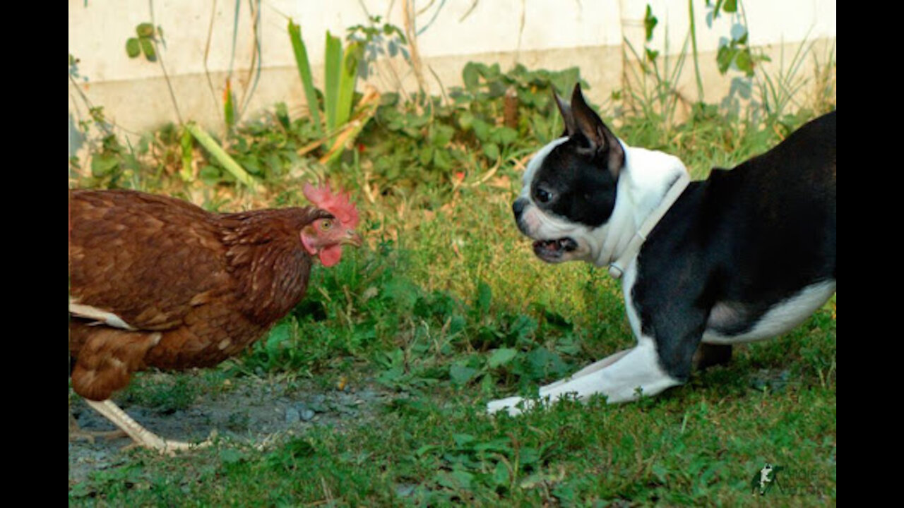 Cute chicken vs dog fights!