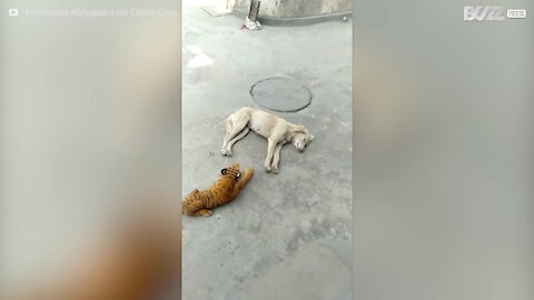 Cão apanha susto com tigre de peluche