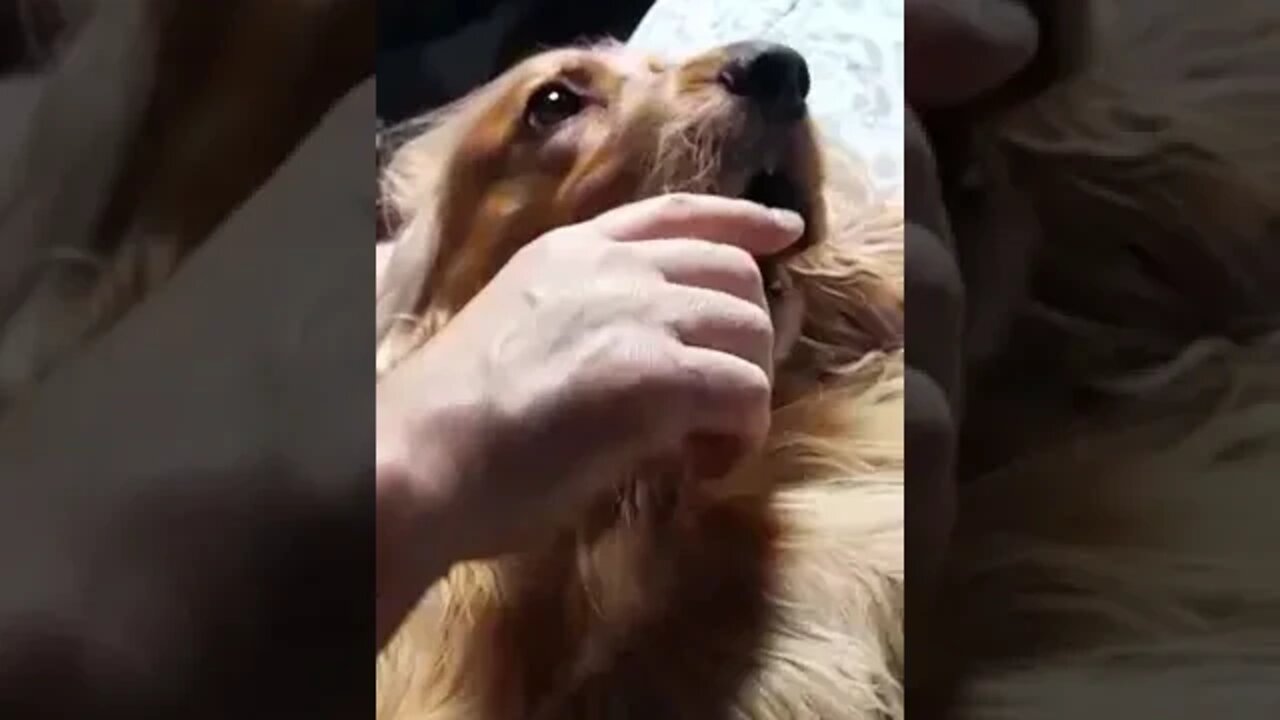 #dogshow , #animals ,#dogs ,#shorts