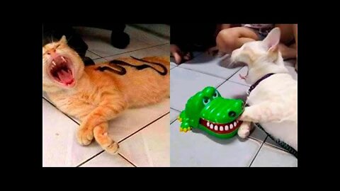 Funny Animal Videos 2022 😂 - Funniest Cats And Dogs Videos 😺😍