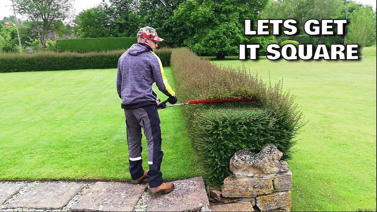 AMAZING Hedge Recovery, Trimming An Overgrown FORMAL HEDGE.