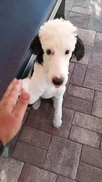 Luna the Sheepadoodle is so loving... And sneaky too!