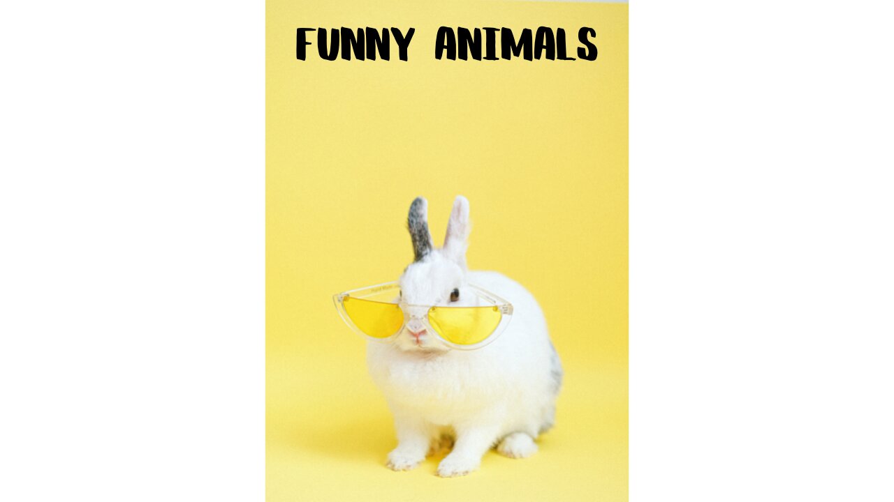 Funny animals