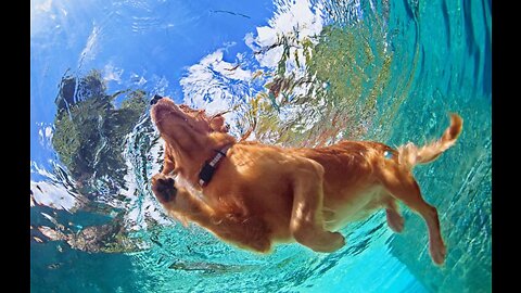 Teaching My dog how to swim