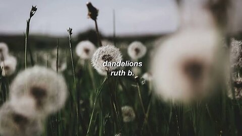 Dandelions song (lyrics)