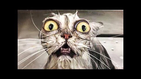 3 min of Funny Cats Compilation /Best ever/