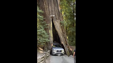 Car Scrapes Through Redwood