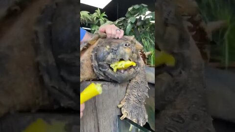 QUE MEDO DESSA MORDIDA