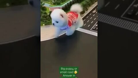 like,share,comment,follow #baby#youtube#content#viral#like#share#comment#follow#pets#cats#dogs#funny