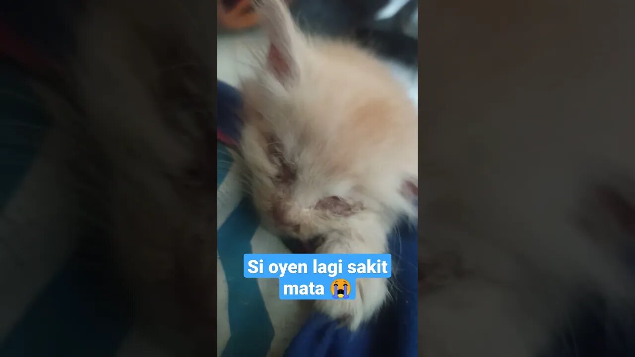 si oyen lagi sakit mata 😭 #short #kucinglucu #kucingimut #kucingmeong #kittensmeowing #catcutevideo