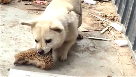 "Hilarious Critter Capers: A Laugh-Out-Loud Animal Compilation!"
