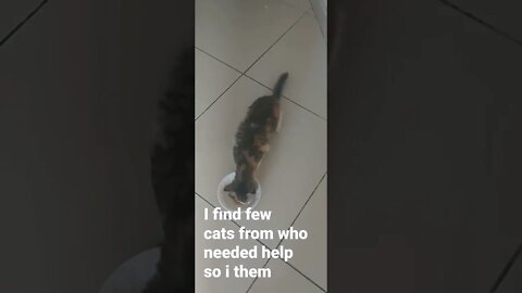 animal needed help but doesn't trust you for first when they see you care about them they coming