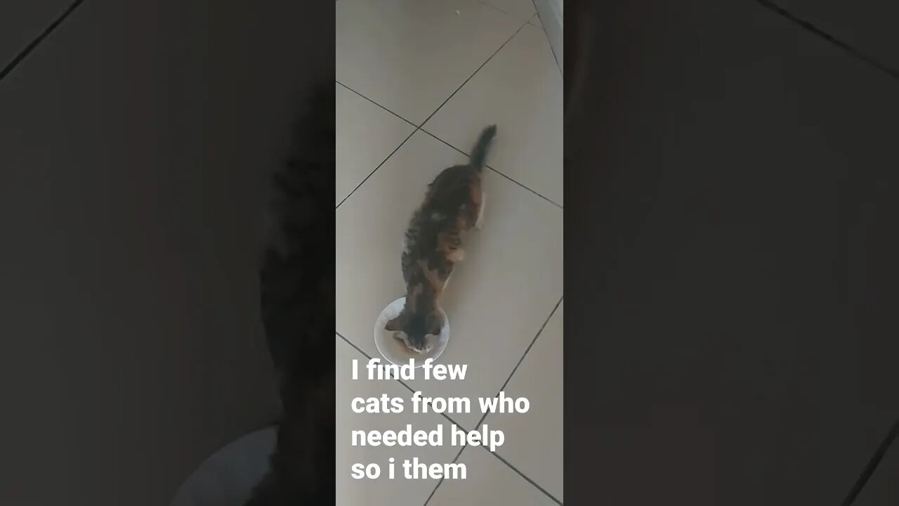 animal needed help but doesn't trust you for first when they see you care about them they coming
