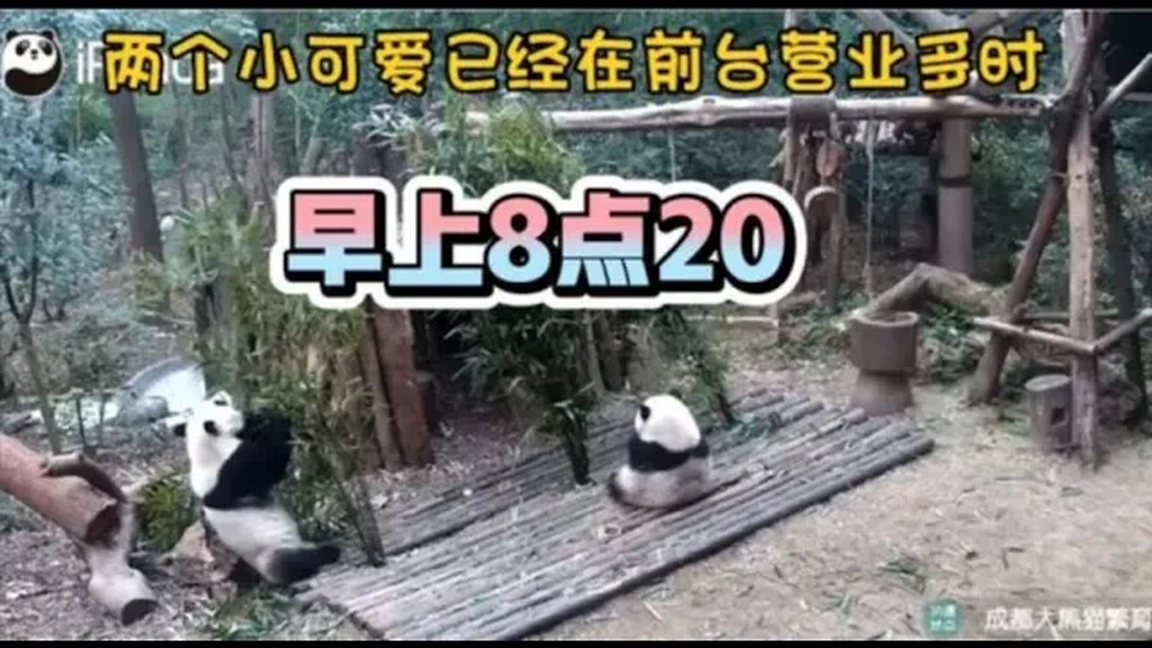 花花和叶子每天那么早就开始营业,他们说可不能让游客的门票白买 #ipanda #大熊猫 #花花 #小柒V5 #huahua #霸王花 #花花的日常