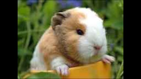 Guinea pig that one for you