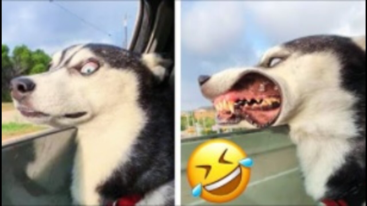 Cute Dogs and Cats That Will Make You Laugh 😂 - TOP Funny Animals Compilation #5 🤩