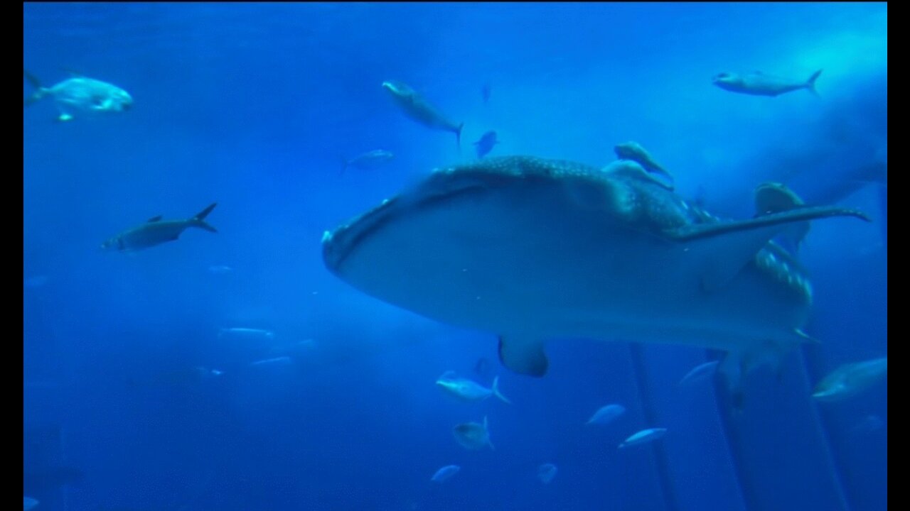 Sahrk in an Aquarium