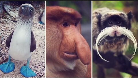 Unique animals in appearances