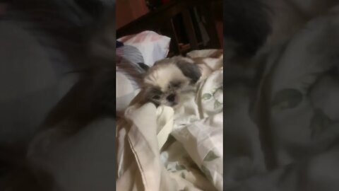 My Shih Tzu Sleeping Like a Drunk Man