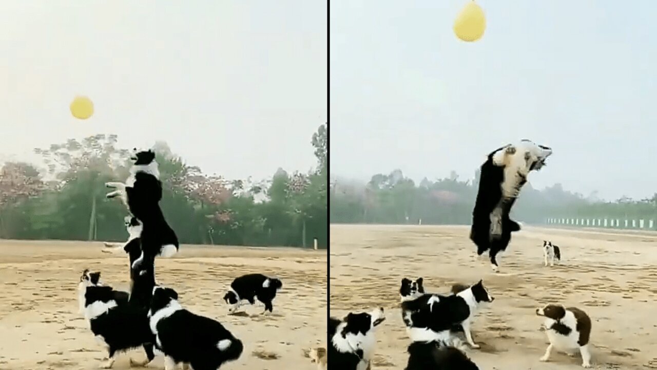 Funny dogs short video 2022 #dogs flying