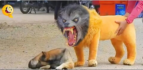 roll Prank Dog Funny & fake Lion and Fake Tiger Prank To dog & Huge Box Prank to dog