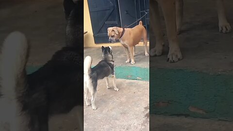 Husky Challenges a Boerboel to a fight 🤯 #dogfight #shorts #doglover #dog #ytshorts