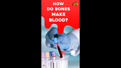 How Do Bones Make Blood? *