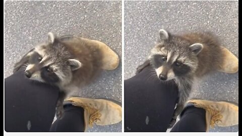 Wild baby raccoon climbs up a womens leg