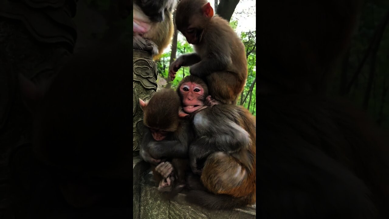 monkey funny videos latest|monkey funny videos smile|monkey funny laughing video|monkey funny moment