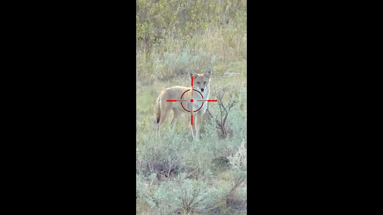 Hunting Coyotes #shorts #dogs #animals #hunter #067