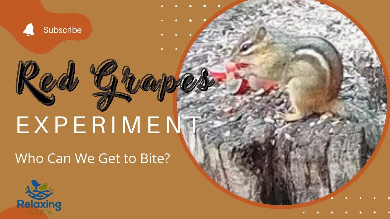 The Red Grape Experiment - Who Could We Attract to Feeders?