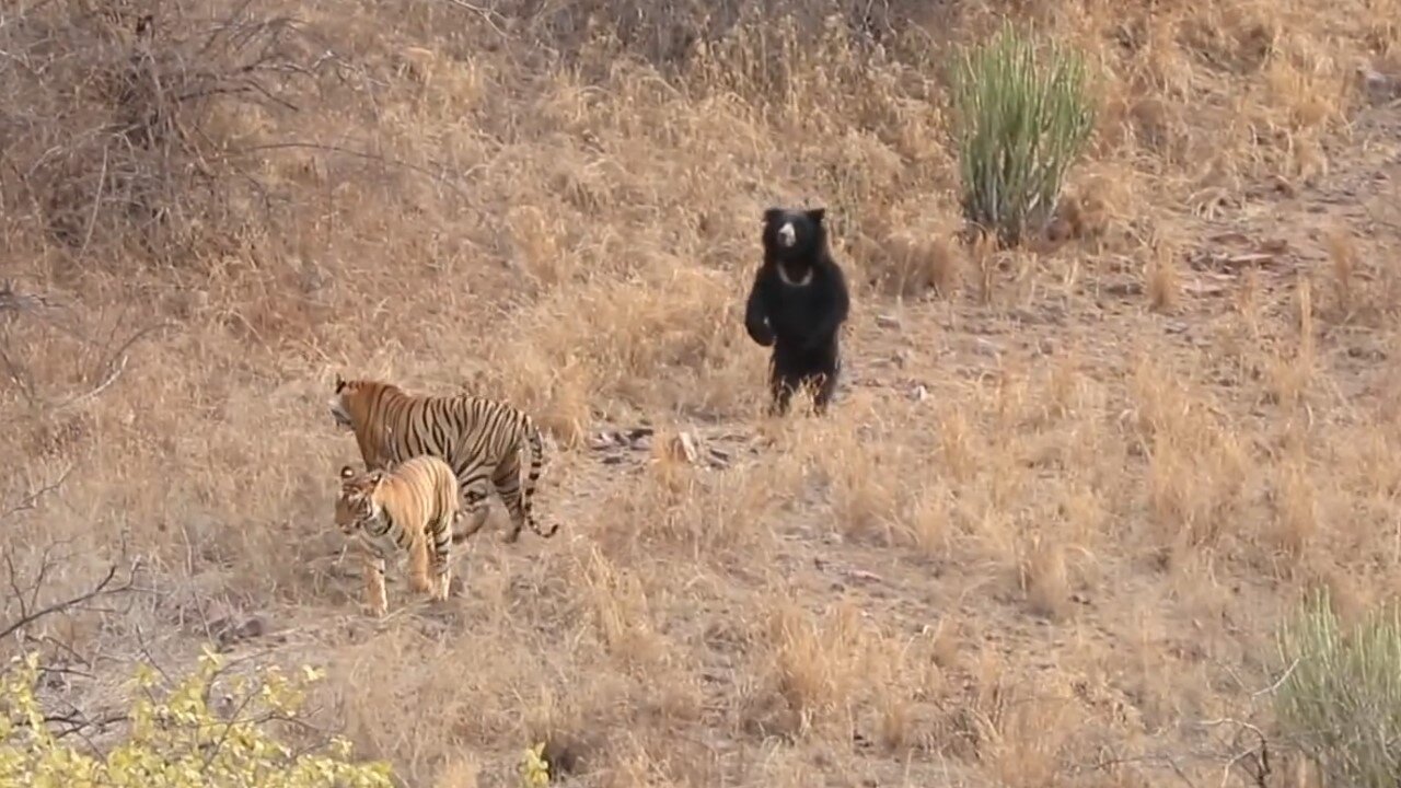 Bear VS Tiger Fight Moments