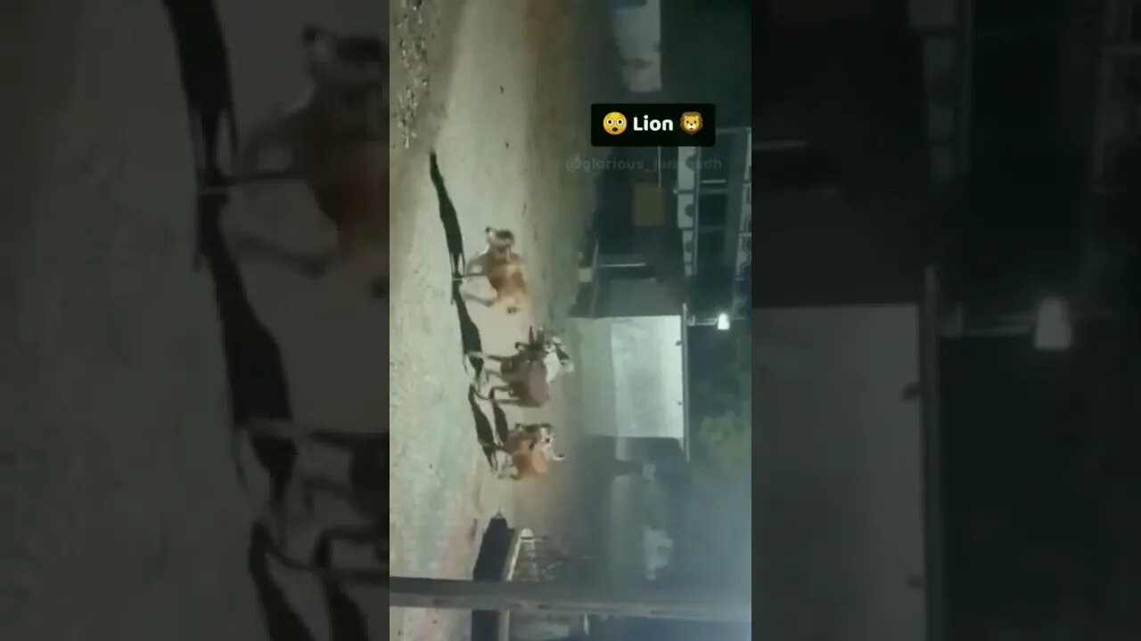 Live Lion Attack on Cow.