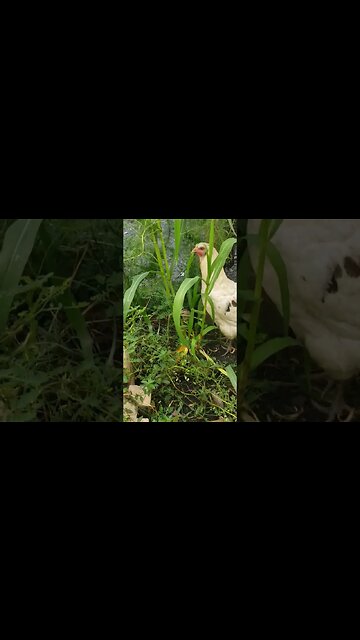 Dottie And Her Baby Chick #chickens #chickenshorts