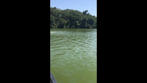 Floating with the gators