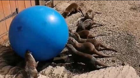 Ces loutres s'éclatent avec un ballon d'exercice !