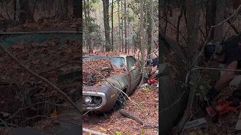 Cutting a 1971 Plymouth out of the woods!